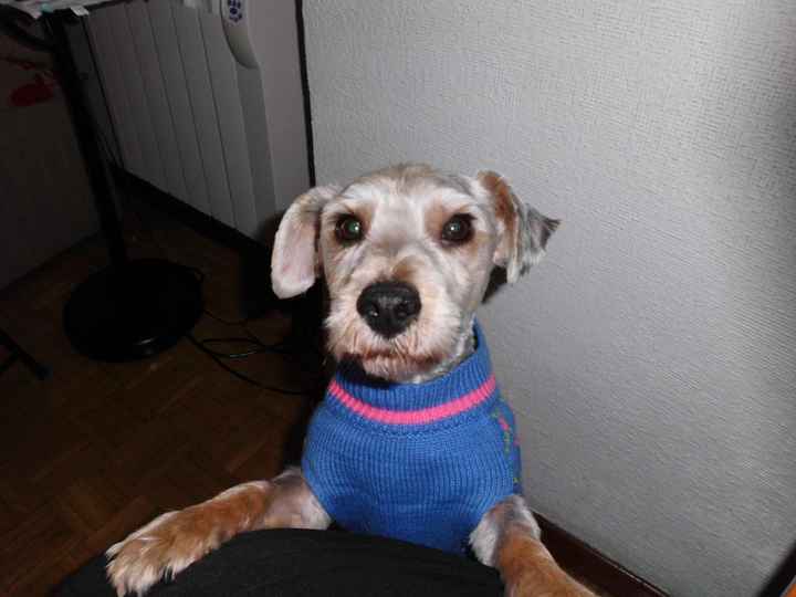 Pinocho