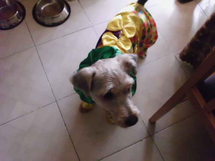 Pinocho en Carnavales