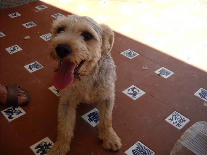 Pinocho