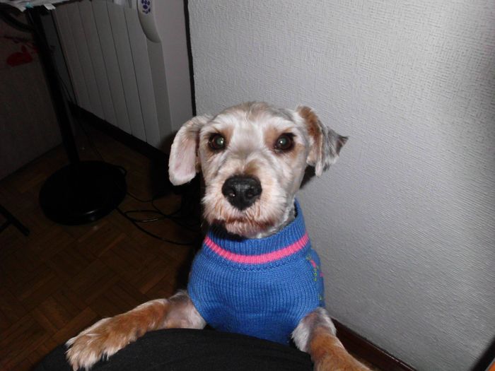 Pinocho