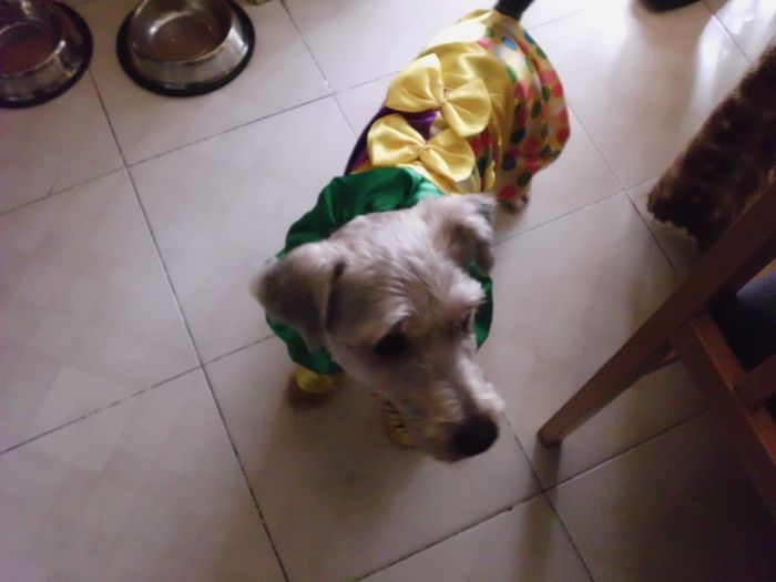 Pinocho en Carnavales