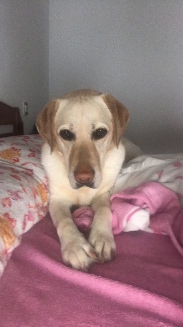 Perrihijos de arras y anillos!!!🐶 - 1