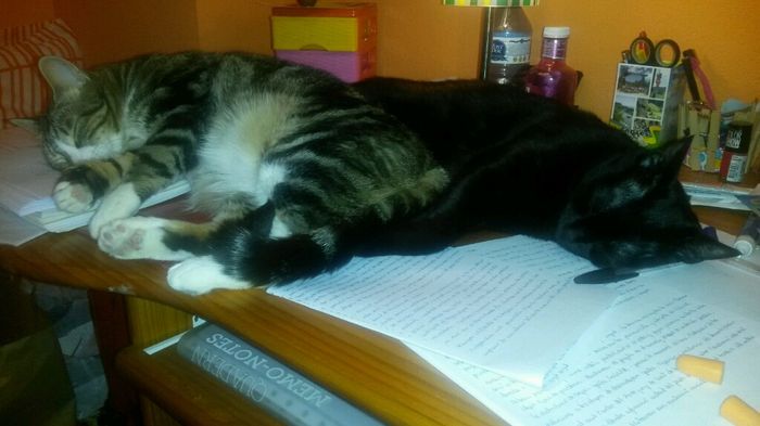 Nuestras mascotas!! - 3