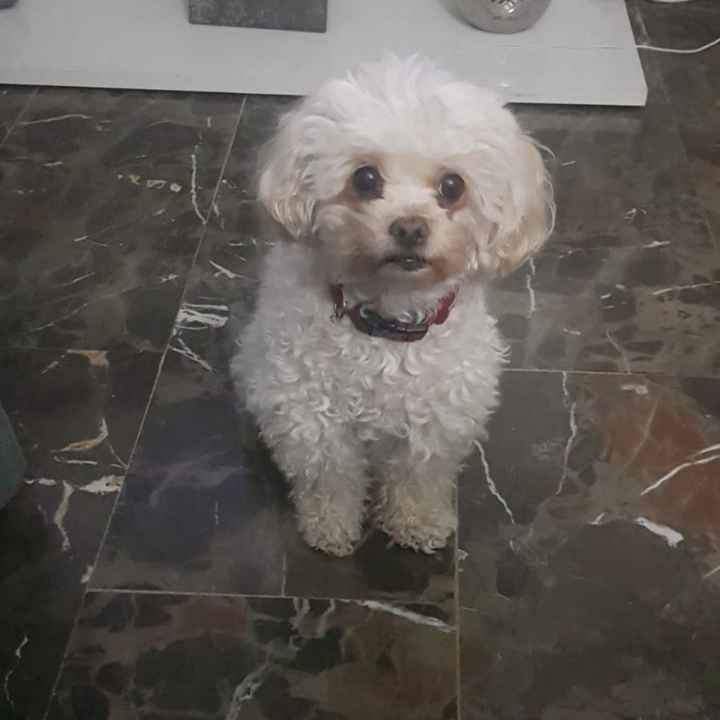 ¿Cómo se llama vuestra mascota? 🐶 - 1