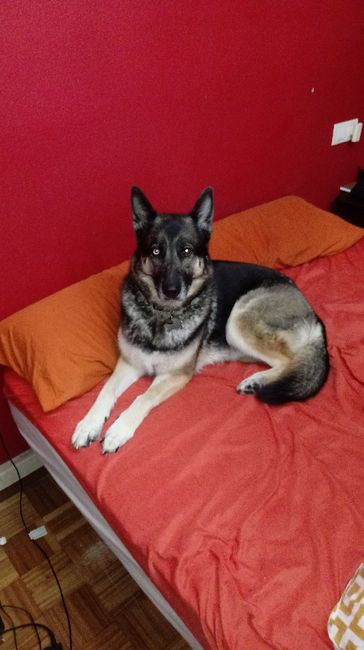 ¿Cómo se llama vuestra mascota? - 2
