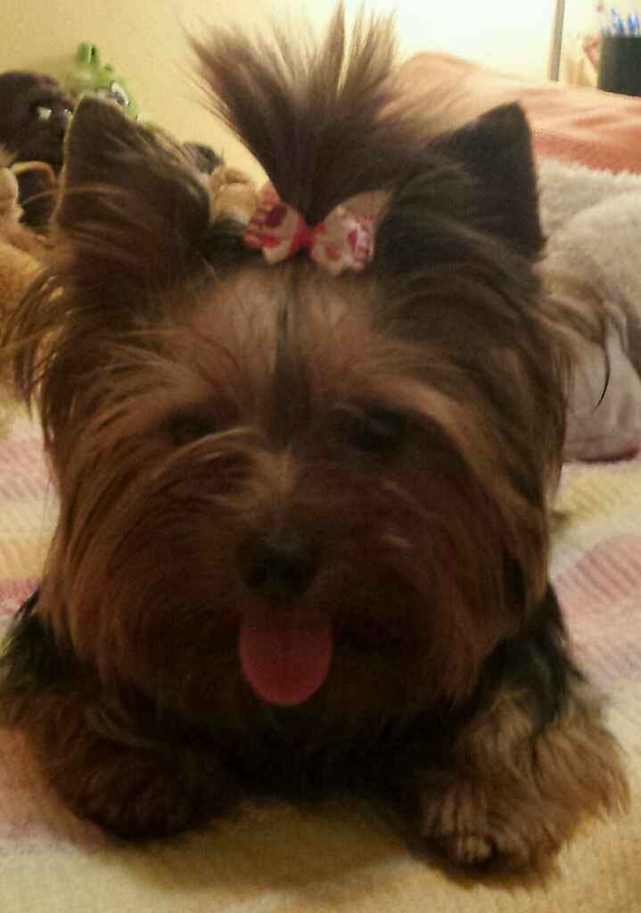 Nuestras mascotas!! - 1