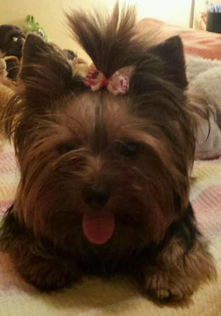 Nuestras mascotas!! - 1
