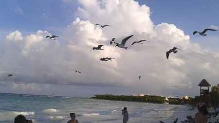 Riviera maya agosto 2014 - 2