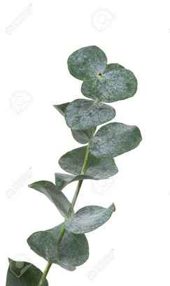 Hoja eucalipto