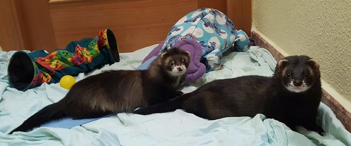Odín y Kevin