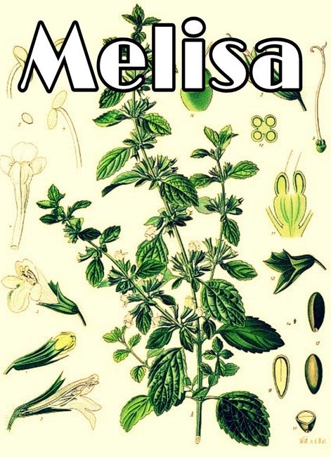 Mis meseros - 5