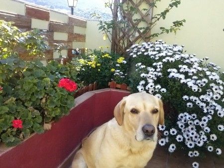 Esta es mi Nala, la mas bonita de todas