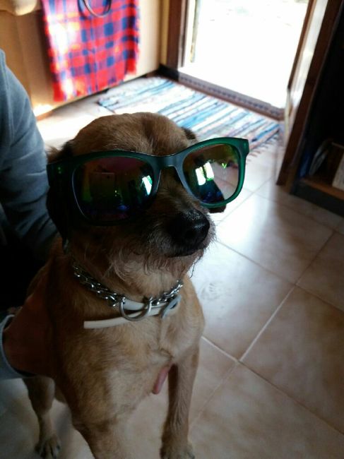 Mascotas en casa: ¿sí o no? - 1