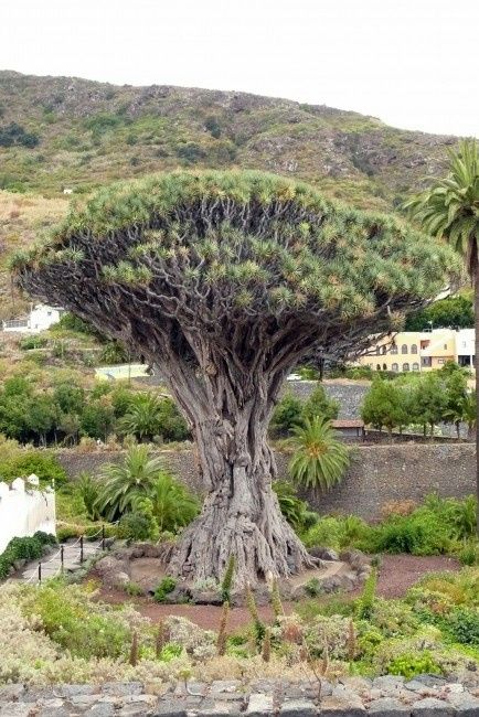 Drago Milenario