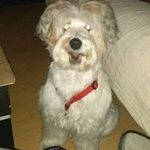 Cesar