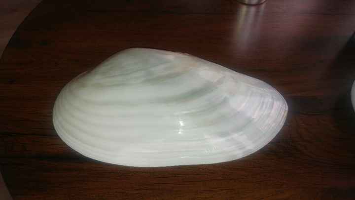 Que os parece ..?? - 1