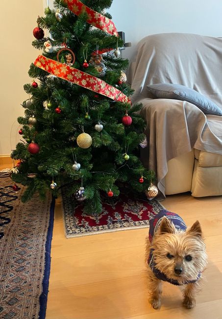 ⭐️hoy carta hacia Laponia!!🎄¿que le habéis pedido a Papá Noel? 😍😍 🎅 🎁 2