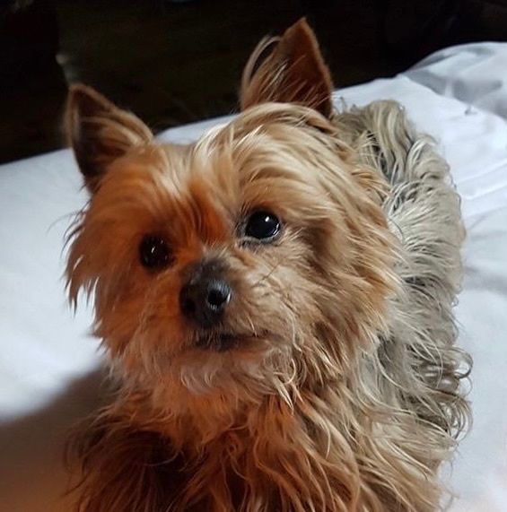 ¿Tenéis peluditos en casa? 1