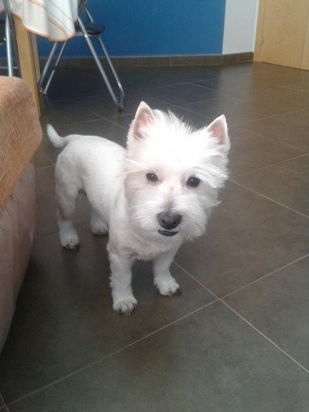 Nuestras mascotas!! - 1