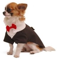 traje perro