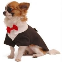 traje perro