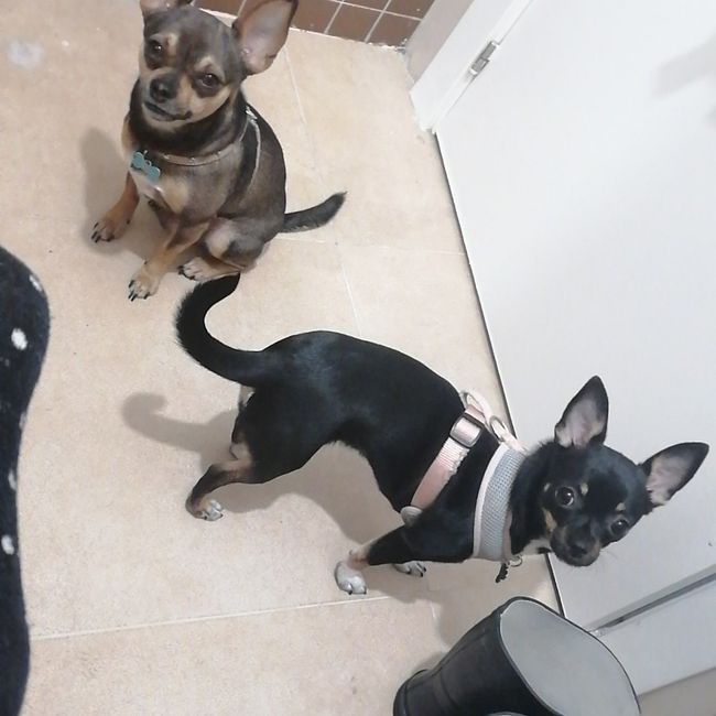 ¿Cómo se llama vuestra mascota? 🐶 21