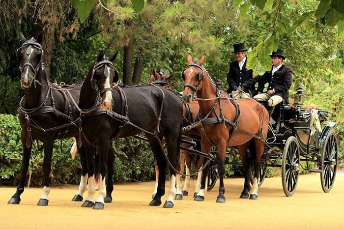 el coche de caballos