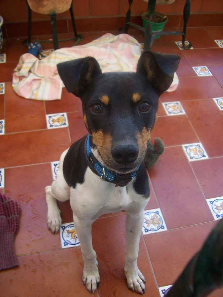 nuestro perritoo