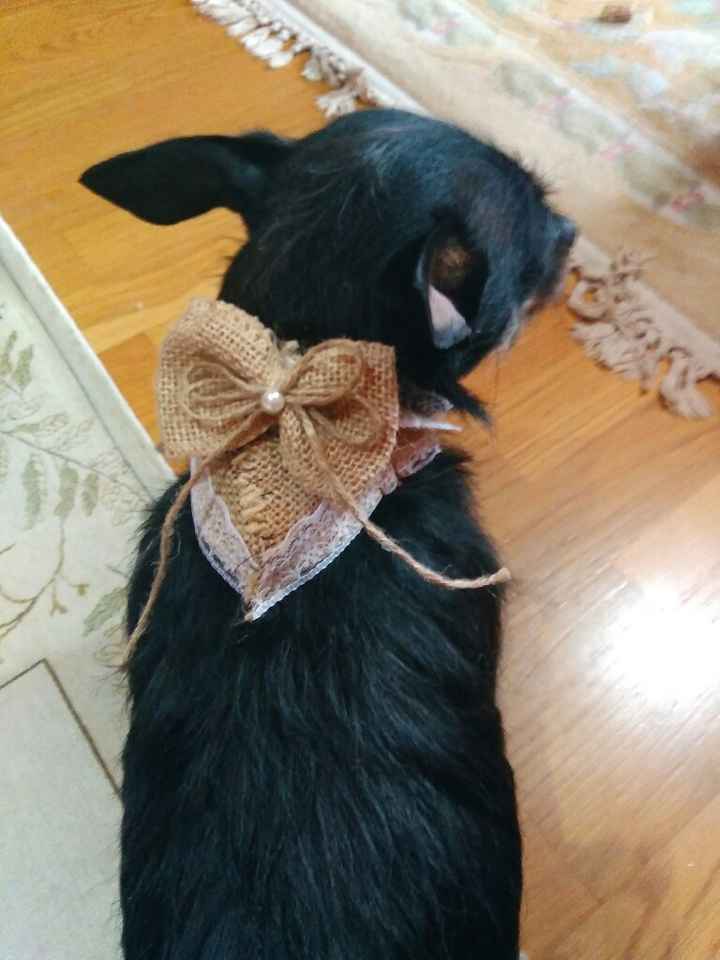 Mi perro - 1