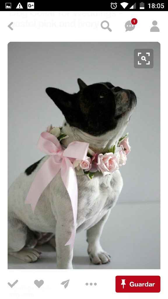 Mi perro - 2