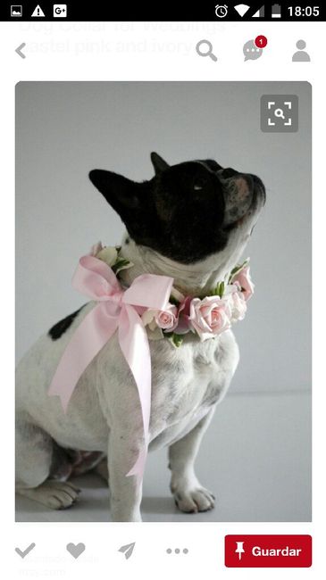 Mi perro - 2