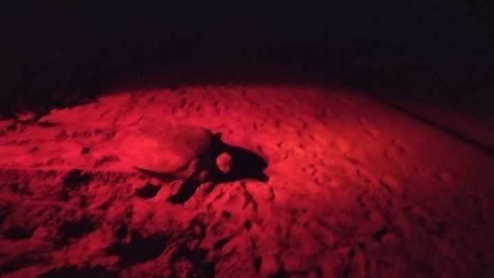 Una tortuga camino al mar