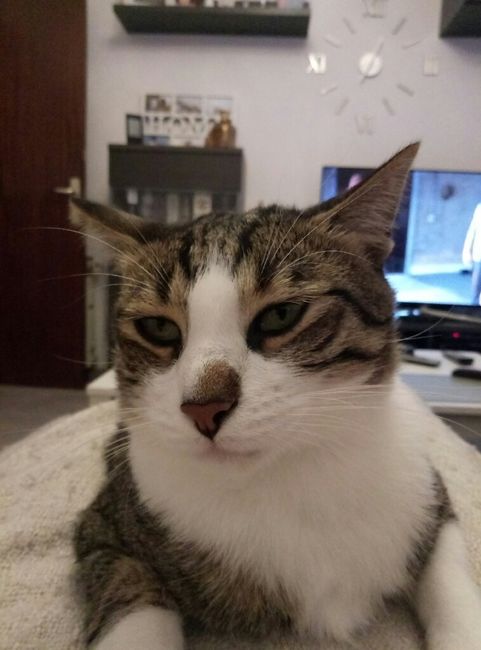 ¿Cómo se llama vuestra mascota? - 1