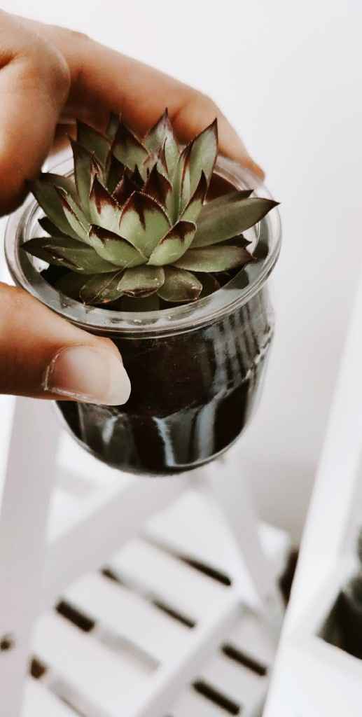 Plantas suculentas - 1