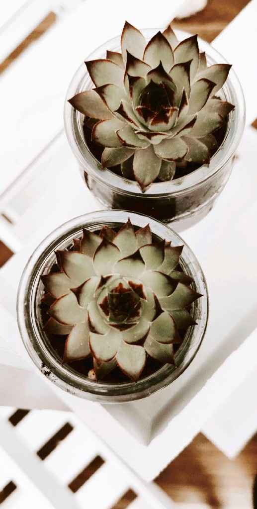 Plantas suculentas - 2