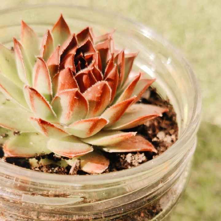 Plantas suculentas - 4