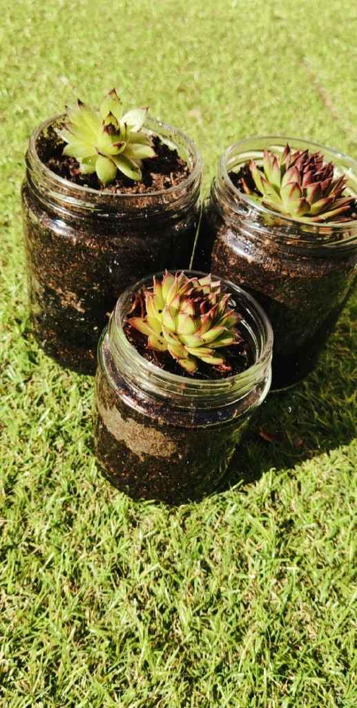 Plantas suculentas - 5