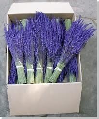 lavanda