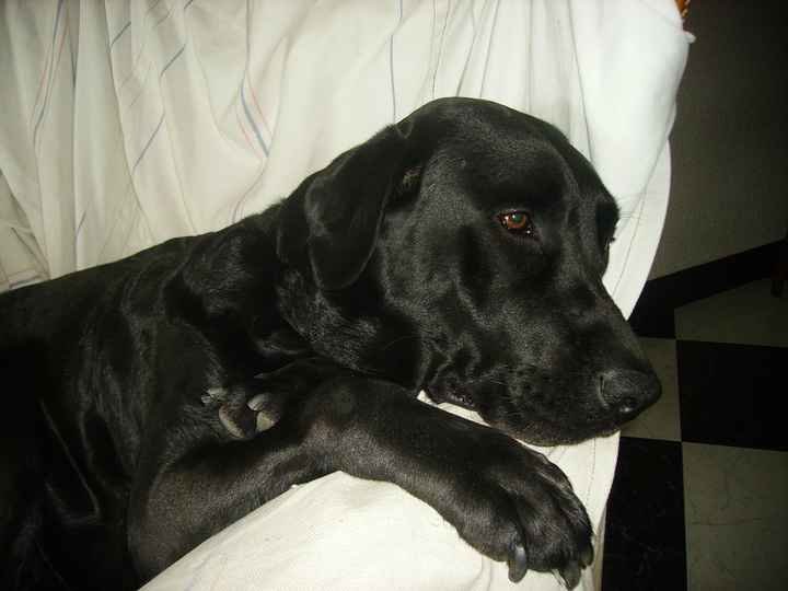Mi perruni