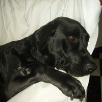 Mi perruni