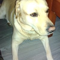 Nuestras mascotas!! - 1