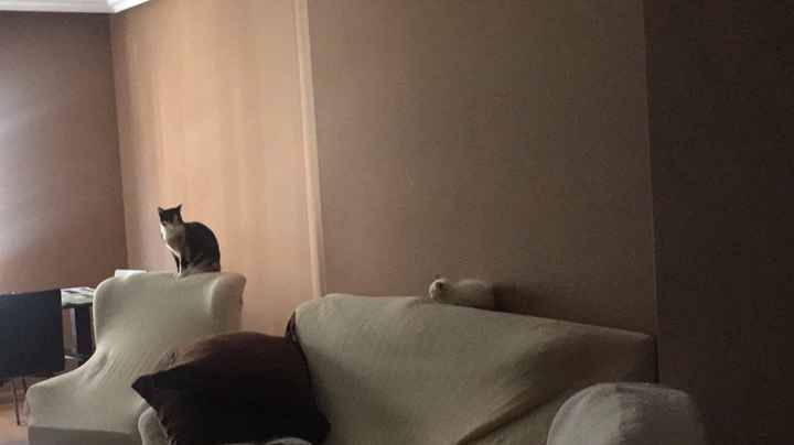 Novias con gato - 1