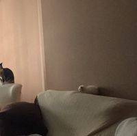 Novias con gato - 1