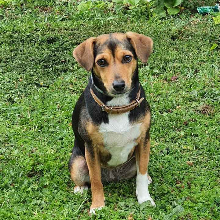 ¿Cómo se llama vuestra mascota? 🐶 - 1