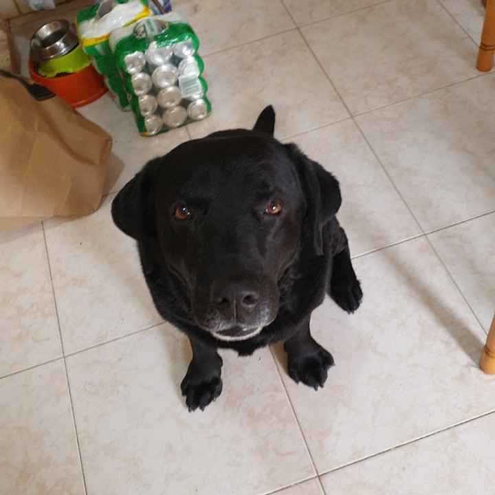 ¿Cómo se llama vuestra mascota? 🐶 - 2