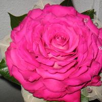 rosmelia