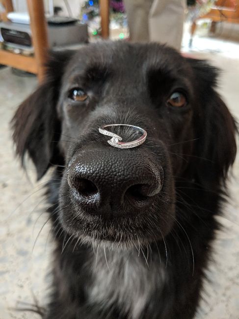 ¿Cómo es tu anillo de pedida? 💍 18
