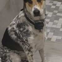 Mascotas en casa, ¿sí o no? - 1