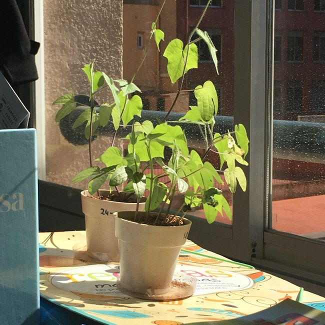 Petunias con 3 y 5 semanas.