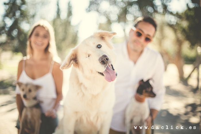 Ideas para nuestros peludos !!! - 1